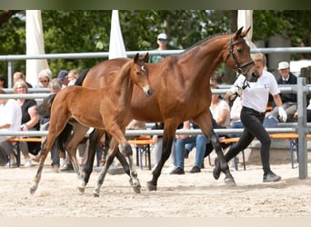 Trakehner, Semental, Potro (03/2023), Castaño