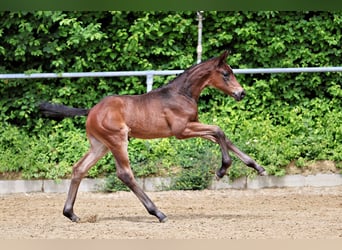 Trakehner, Semental, Potro (05/2026), Castaño oscuro