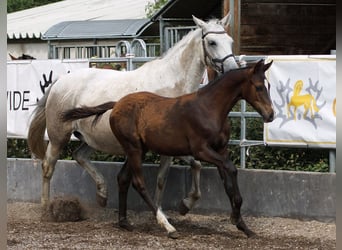 Trakehner, Semental, Potro (03/2026), Castaño oscuro