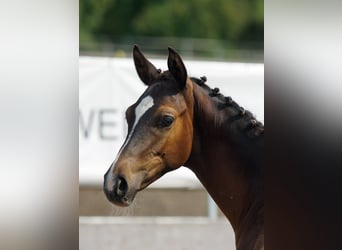 Trakehner, Semental, Potro (03/2026), Castaño oscuro