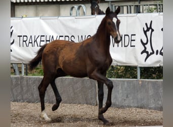 Trakehner, Semental, Potro (03/2026), Castaño oscuro