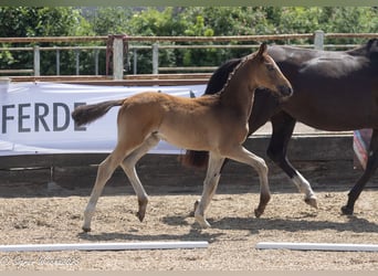 Trakehner, Semental, Potro (03/2025), Castaño oscuro