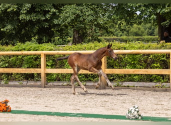 Trakehner, Semental, Potro (04/2026), Castaño oscuro