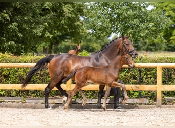 Trakehner, Semental, Potro (04/2026), Castaño oscuro