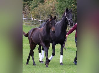 Trakehner, Semental, Potro (03/2026), Castaño oscuro