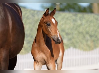 Trakehner, Semental, Potro (06/2026), Castaño oscuro