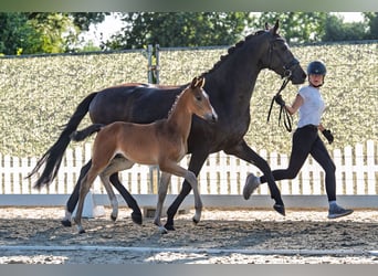Trakehner, Semental, Potro (06/2026), Castaño oscuro