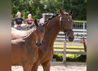 Trakehner, Semental, Potro (04/2026), Castaño oscuro