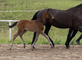 Trakehner, Semental, Potro (04/2023), Castaño oscuro