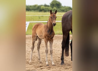 Trakehner, Semental, Potro (04/2023), Castaño oscuro