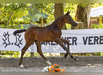 Trakehner, Semental, Potro (05/2026), Castaño oscuro
