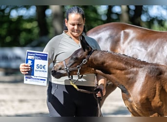 Trakehner, Semental, Potro (05/2026), Castaño oscuro