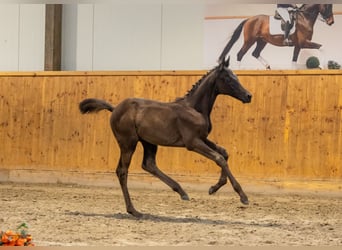 Trakehner, Semental, Potro (05/2026), Morcillo