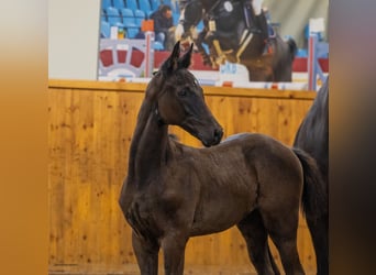 Trakehner, Semental, Potro (05/2026), Morcillo