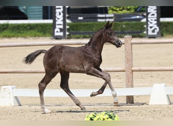 Trakehner, Semental, Potro (01/2026), Morcillo