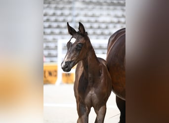 Trakehner, Semental, Potro (05/2026), Morcillo