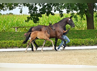Trakehner, Semental, Potro (05/2026), Morcillo