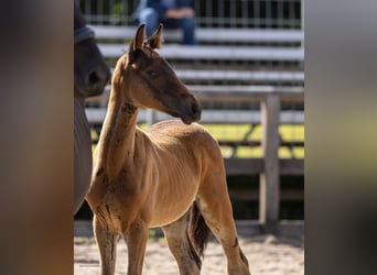 Trakehner, Semental, Potro (05/2026), Morcillo