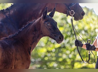 Trakehner, Semental, Potro (06/2026), Morcillo