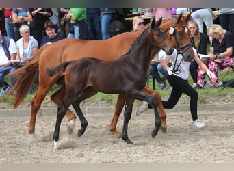 Trakehner, Semental, Potro (05/2023), Morcillo