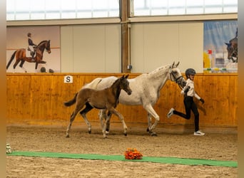 Trakehner, Semental, Potro (04/2026), Musgo