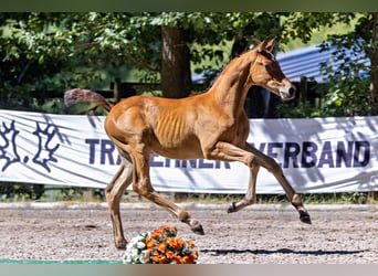Trakehner, Semental, Potro (06/2026), Musgo