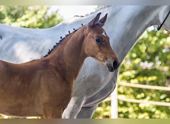 Trakehner, Semental, Potro (06/2026), Musgo