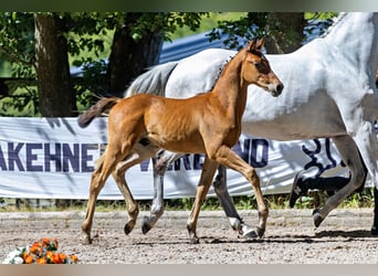 Trakehner, Semental, Potro (06/2026), Musgo