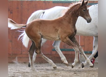 Trakehner, Semental, Potro (03/2023), Musgo