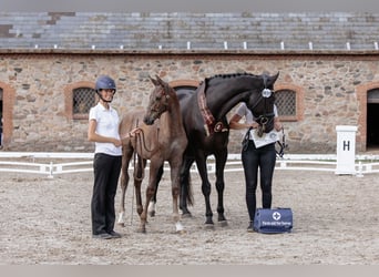 Trakehner, Semental, Potro (04/2023), Musgo