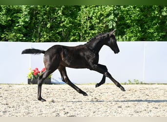 Trakehner, Semental, Potro (03/2026), Musgo