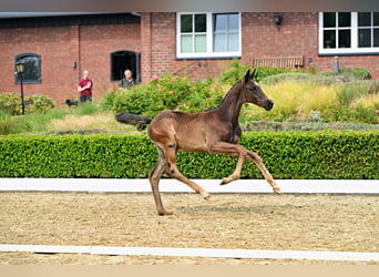 Trakehner, Semental, Potro (05/2026), Negro