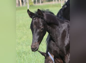 Trakehner, Semental, , Negro
