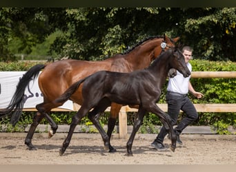 Trakehner, Semental, Potro (04/2026), Negro