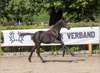 Trakehner, Semental, Potro (04/2026), Negro