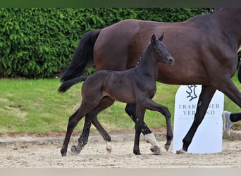 Trakehner, Semental, Potro (05/2026), Negro