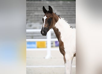 Trakehner, Semental, Potro (05/2026), Pío