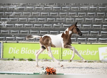 Trakehner, Semental, Potro (05/2026), Pío