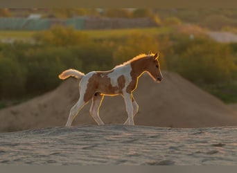 Trakehner, Semental, Potro (04/2023), Pío