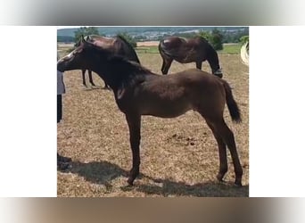 Trakehner, Semental, Potro (05/2026), Tordo