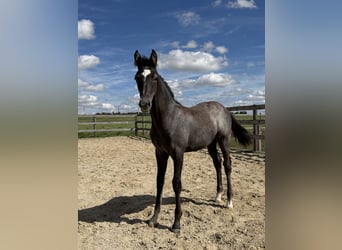 Trakehner, Semental, Potro (05/2026), Tordo