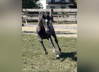 Trakehner, Semental, Potro (05/2026), Tordo