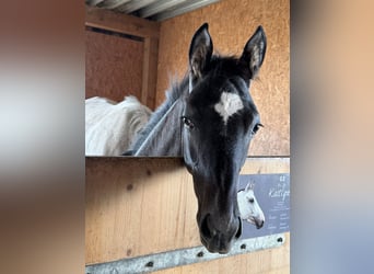 Trakehner, Semental, Potro (05/2026), Tordo