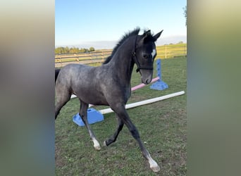 Trakehner, Semental, Potro (05/2026), Tordo