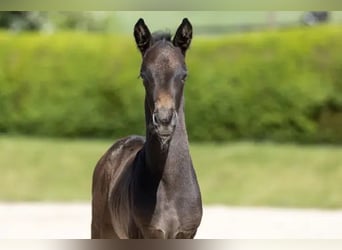 Trakehner, Semental, Potro (05/2025), Tordo