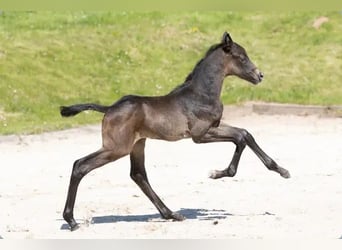 Trakehner, Semental, Potro (05/2025), Tordo