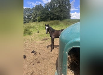 Trakehner, Semental, Potro (06/2024), Tordo