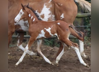 Trakehner, Semental, 10 años, 169 cm, Ruano azulado