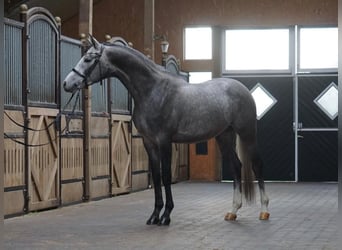 Trakehner, Semental, 7 años, 165 cm, Tordo