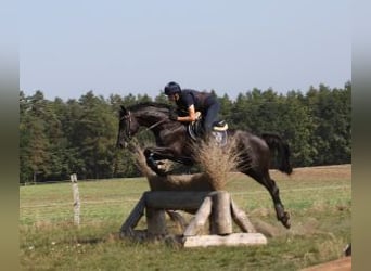 Trakehner, Stallion, 13 years, 16.3 hh, Black